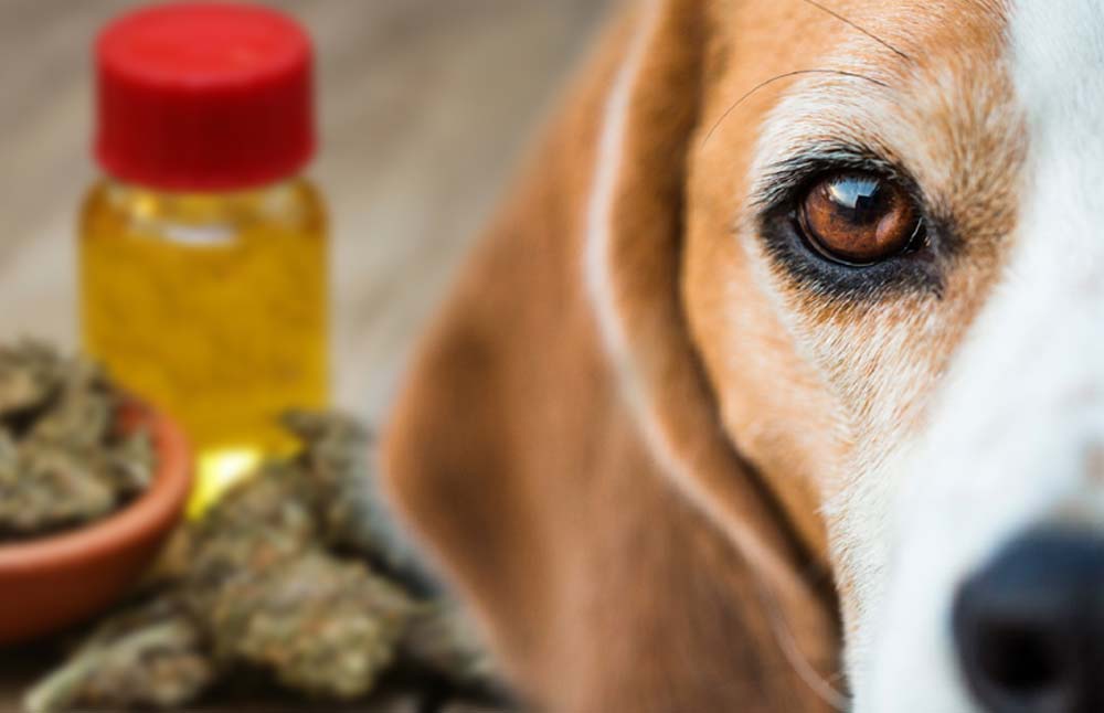 Is CBD Oil Safe for Dogs? Know the Dangers of Cannabidiol for Pet Products