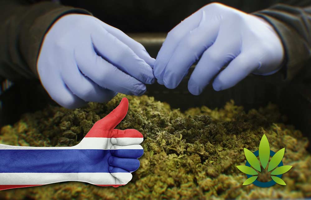 Medical Use Of Marijuana Earns Approval In Thailand For Legalization Along With Kratom