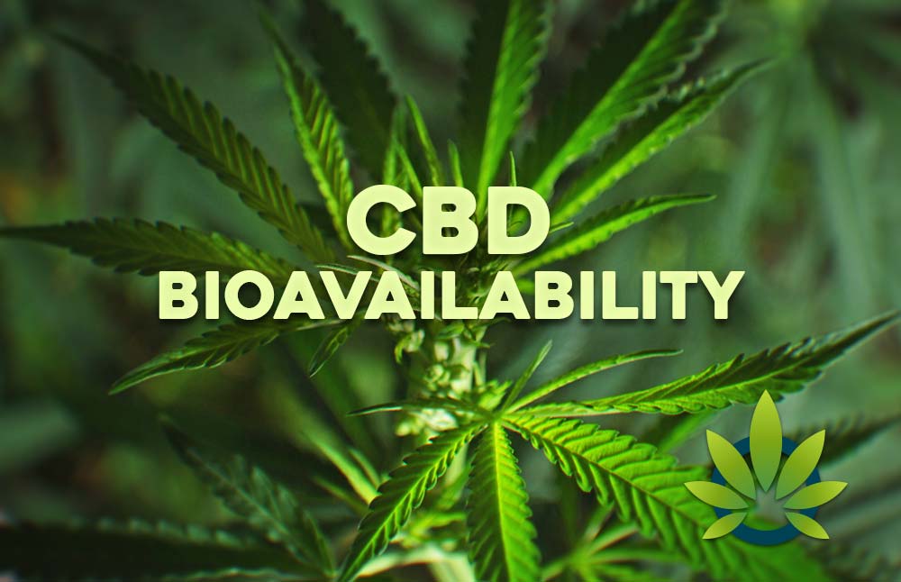 CBD Bioavailability: How Cannabidiol Effectiveness Works and Its Impact on Benefits
