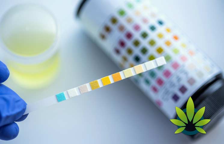 Can Topical CBD Balms, Salves Or Skin Cream Products Trigger Adverse Drug Reactions?