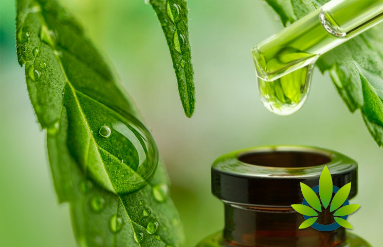 How Does The Cannabidiol Extraction Process Create CBD Oil Products?
