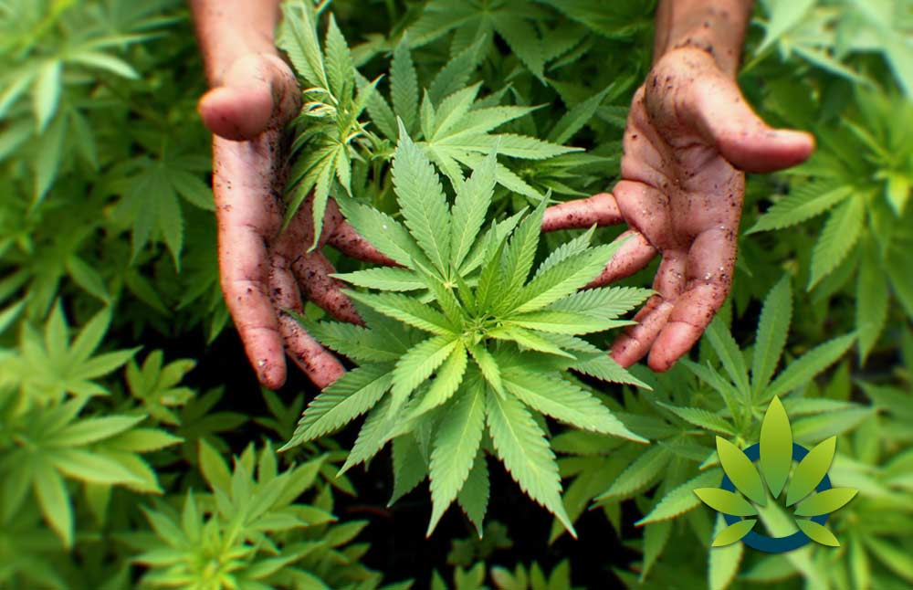 understanding marijuana industrial hemp and the meaning