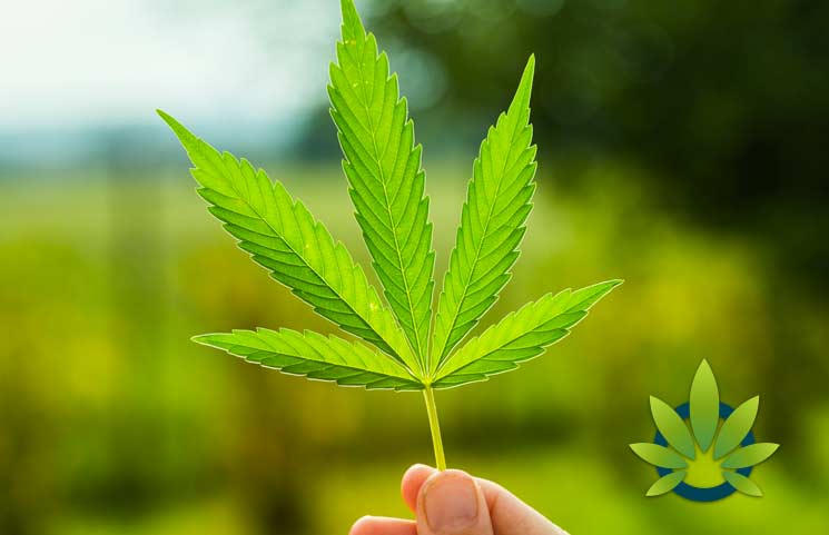 West Virginia Hemp Farm Grassy Run Will Not Be Tested For THC, CBD Extraction Allowed Says Federal Judge