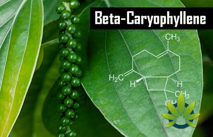 What is Beta-Caryophyllene? How BCP Benefits Work as a Terpene and Cannabinoid