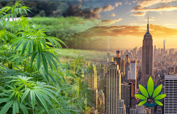 New York City Bans Restaurants From Selling CBD Infused Food, Deems Cannabidiol As Food Additive