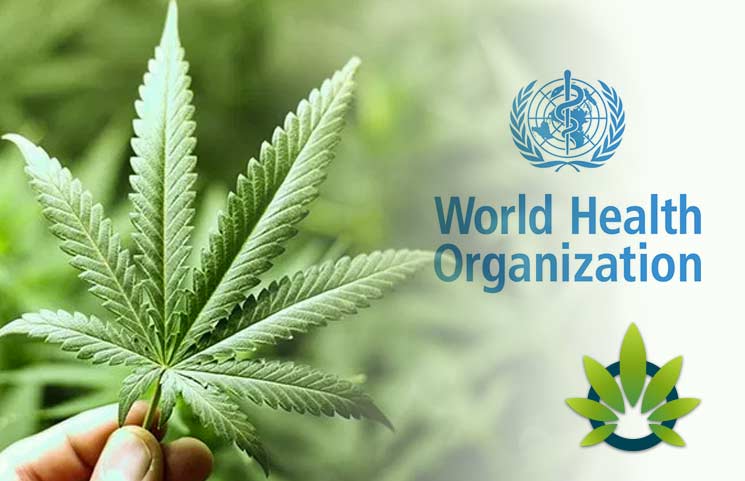 Will The World Health Organization (W.H.O.) Reclassify Cannabis?